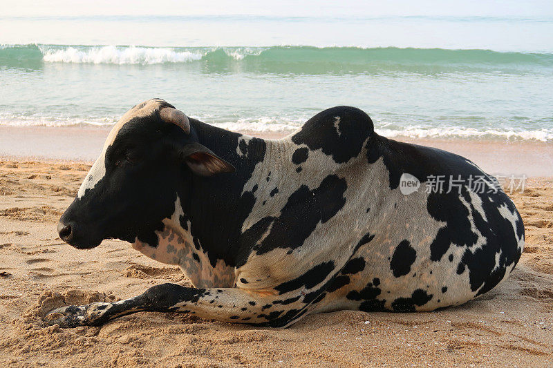 在印度果阿的Palolem度假胜地，黑白慵懒的野生圣牛在海滨的沙滩上晒日光浴/睡觉